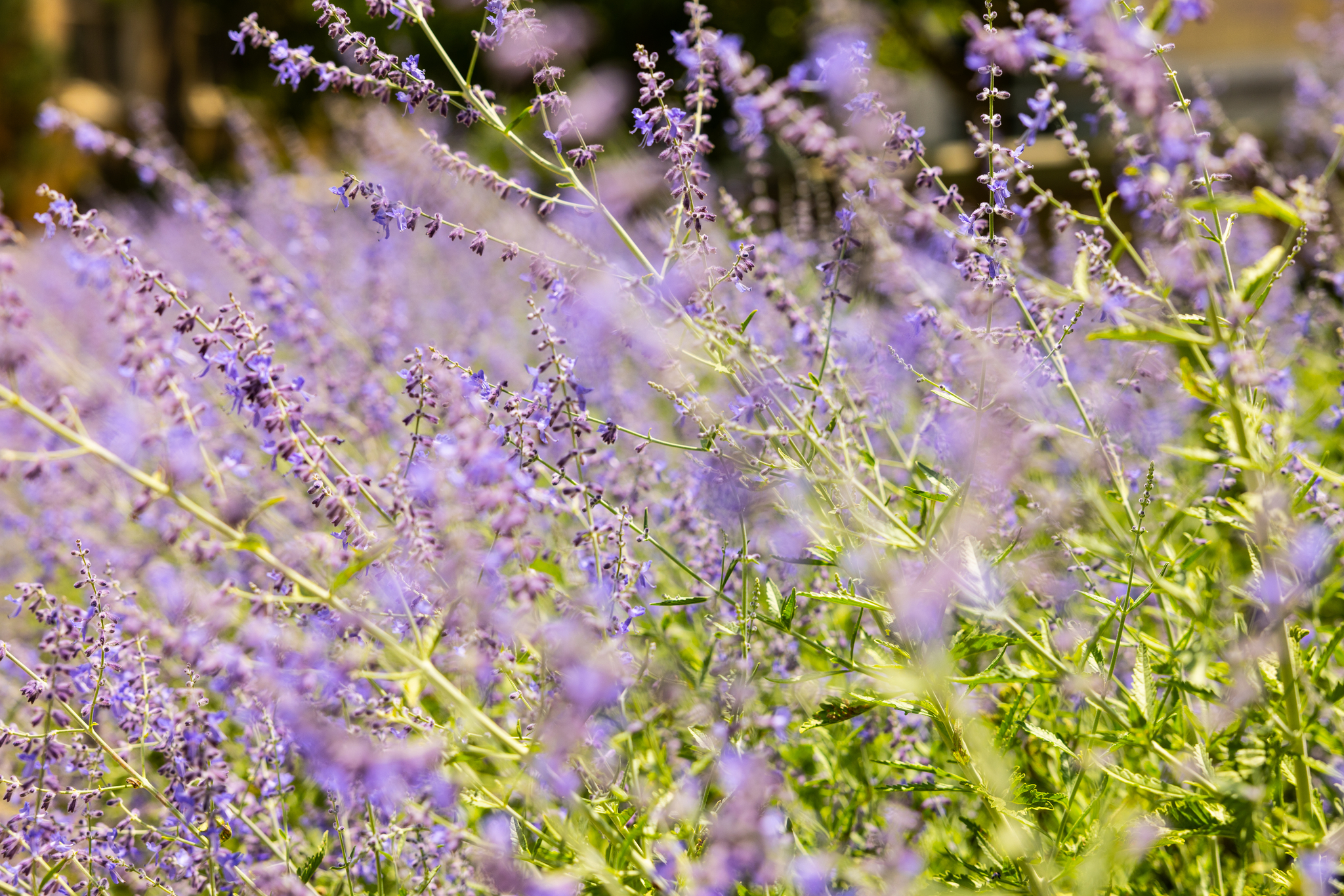 Purple flowers blowing in the breeze